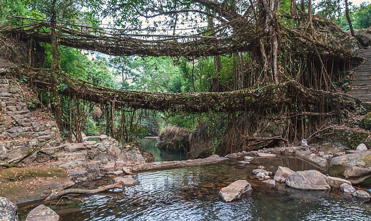 Double Decker Living Root Bridge