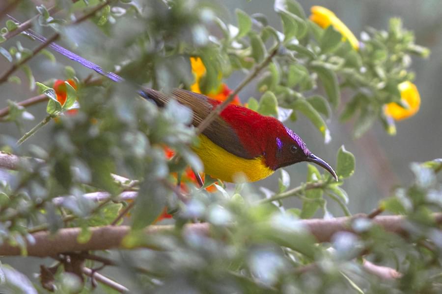 Khangchendzonga National Park Overview