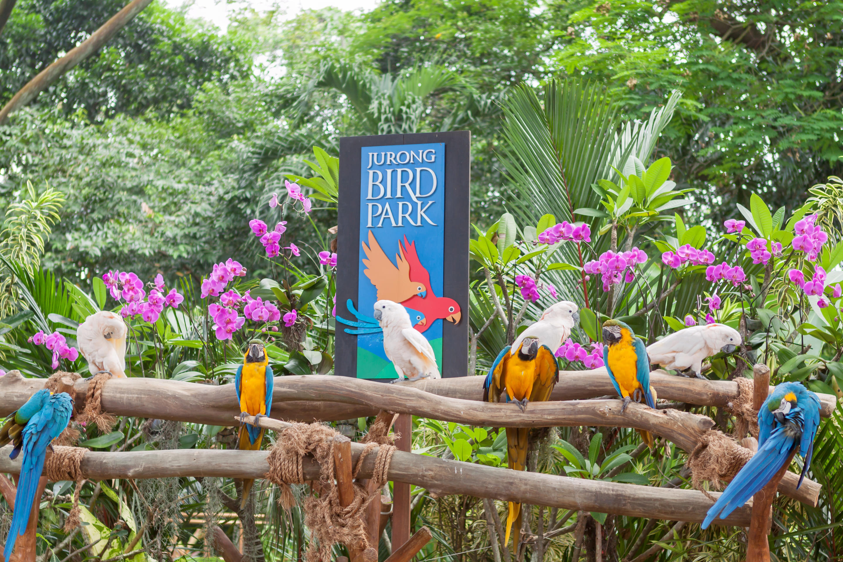 Jurong Bird Park Overview