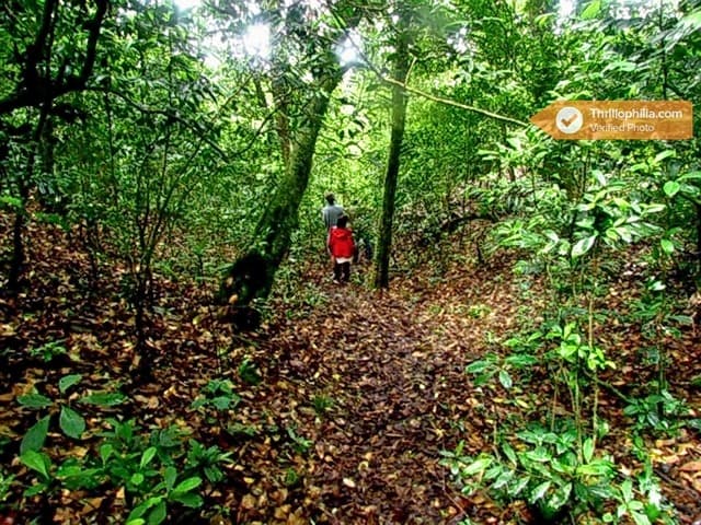 Vattakanal Trekking Image