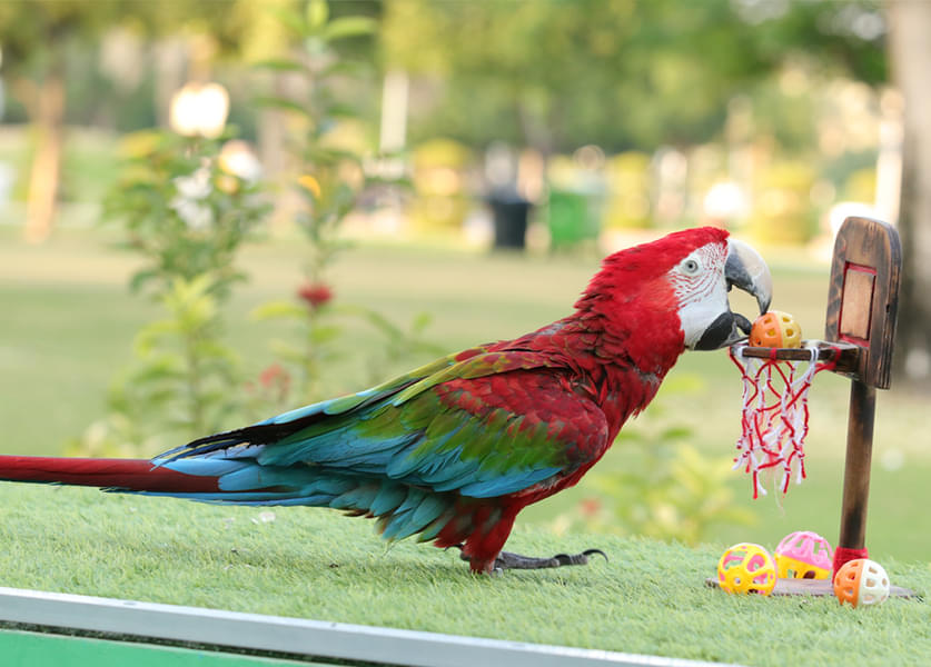 See the intelligent parrots play at Exotic Bird Show in the Dolphinarium
