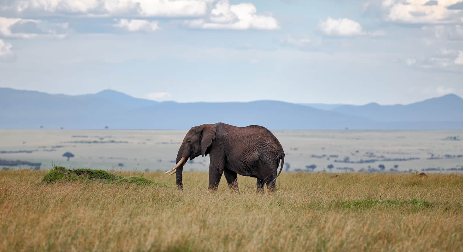 Arabuko Sokoke National Reserve, <em>Kenya</em>