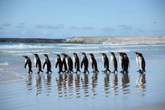 Phillip Island Penguin Parade Tour