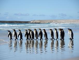 Phillip Island Penguin Parade Tour
