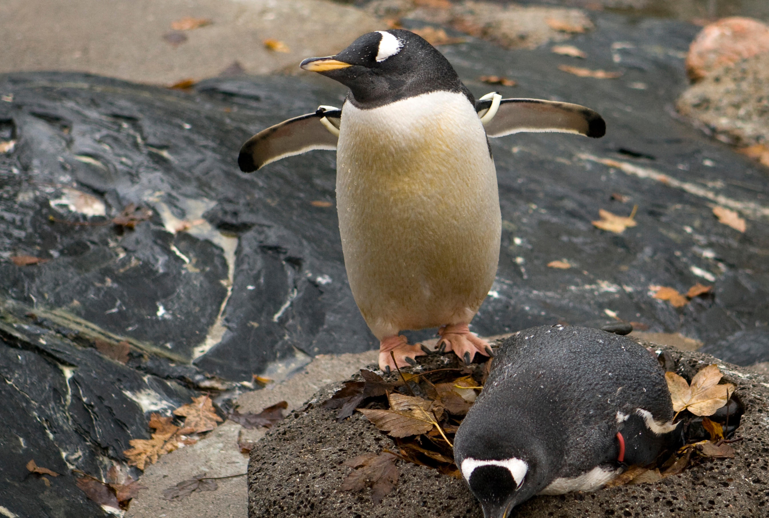 Watch the Adorable Penguin Colony