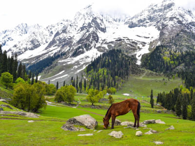 Best of Kashmir | FREE Shikara Ride Day 1