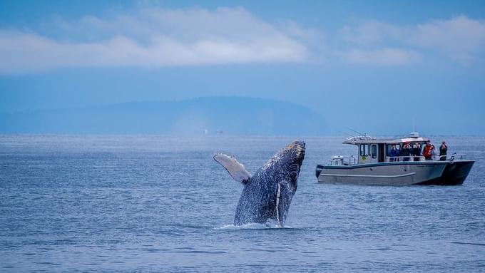 Whale at the Azores. Portugal