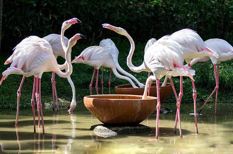 Meet the beautiful Flamingos.