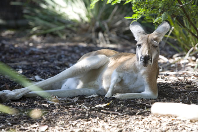 Red Kangaroo 