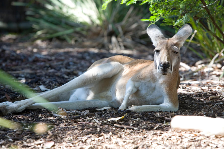 Get familiar with Australian wild animals like Red Kangaroo 