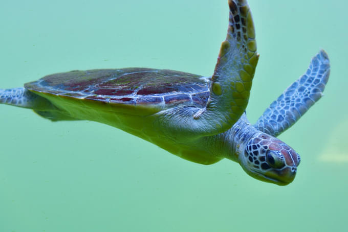 Sea Turtle 