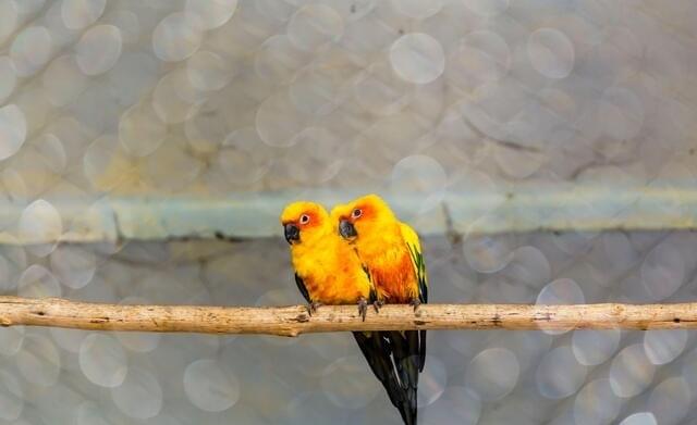 Explore the Zodiac Parrot Linkage