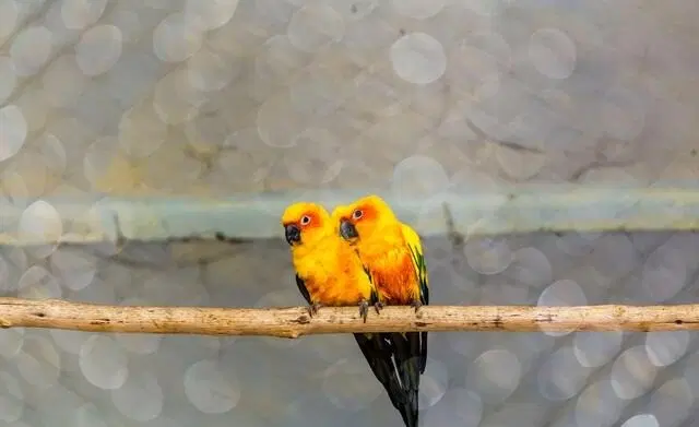 Explore the Zodiac Parrot Linkage