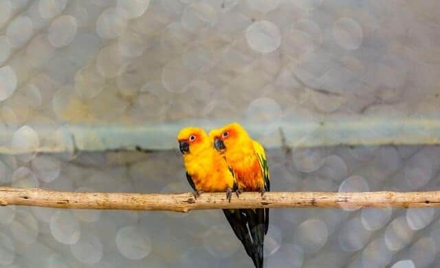 Explore the Zodiac Parrot Linkage