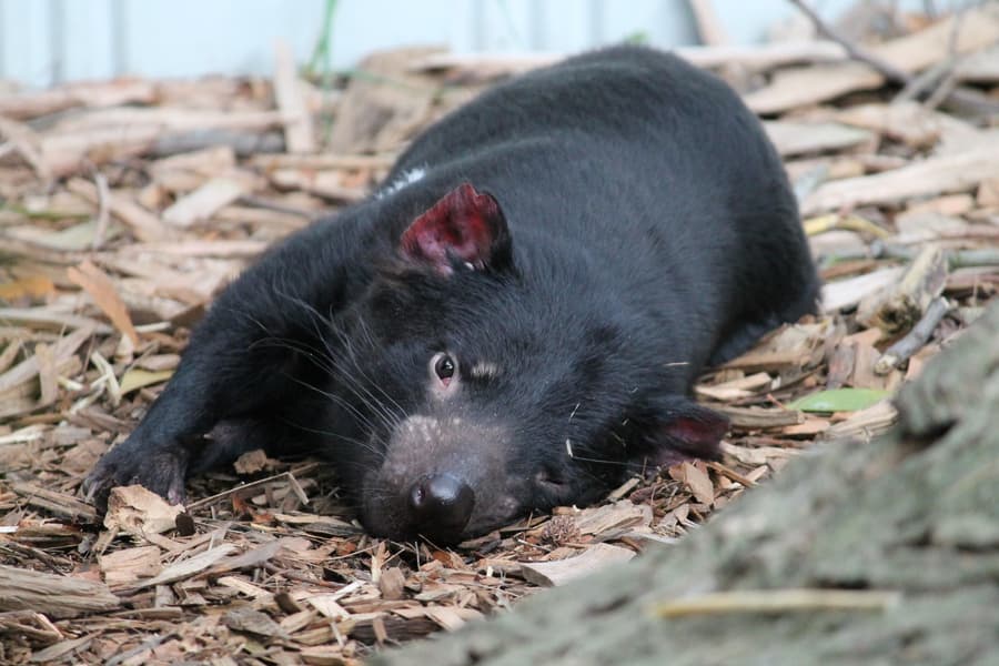 Moonlit Sanctuary Wildlife Conservation Park Ticket Image