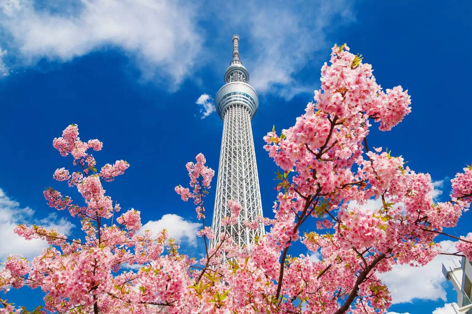 Discovering Tokyo & Osaka | Urban Wonders & Timeless Traditions