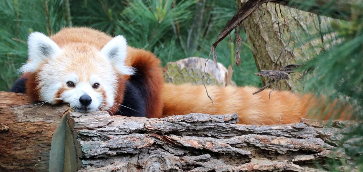 Red panda in Henry Doorly Zoo