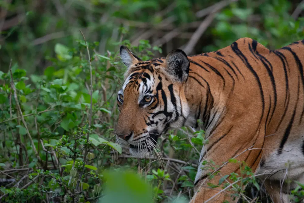 Fauna of Nagarhole National Park