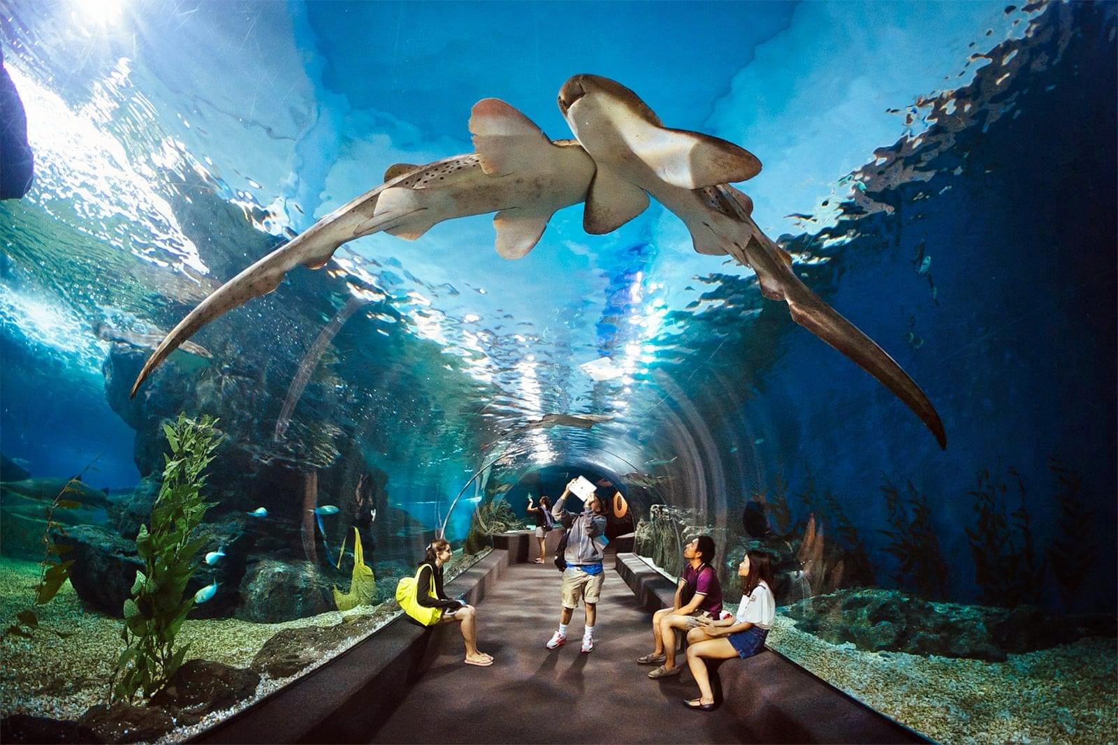 Underwater World Pattaya, Thailand