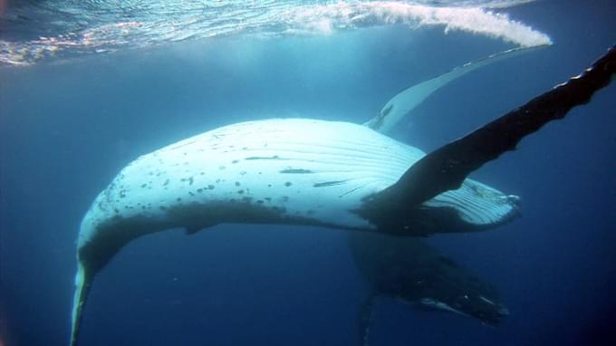 Tonga: Snorkeling with Humpback Whales