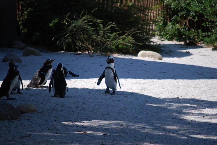 Penguins in the bay of penguins section in zoom torino zoo