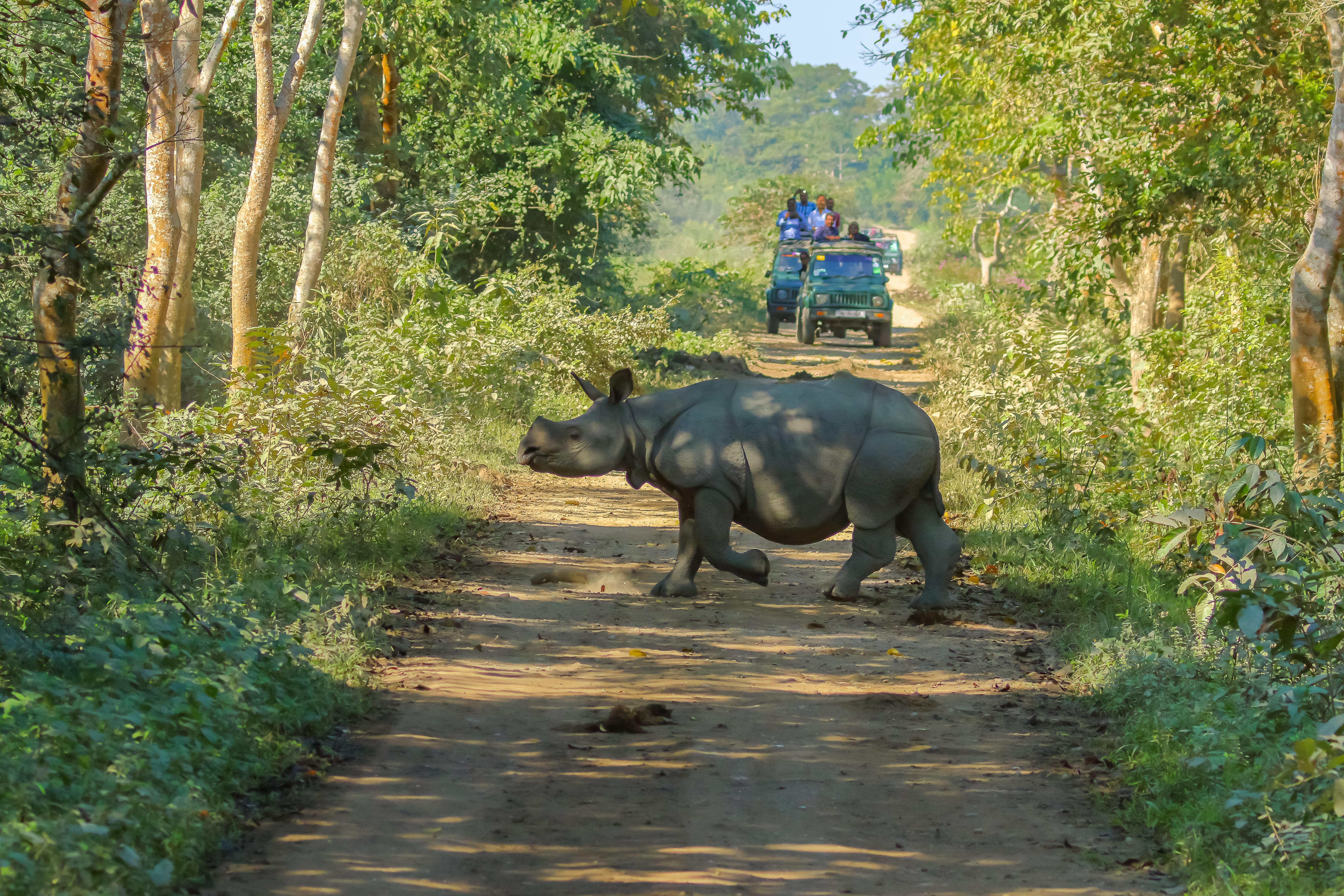 Things to Do in Kaziranga