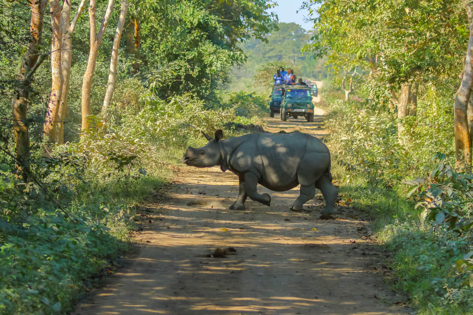 Things to do in <em>Kaziranga</em>