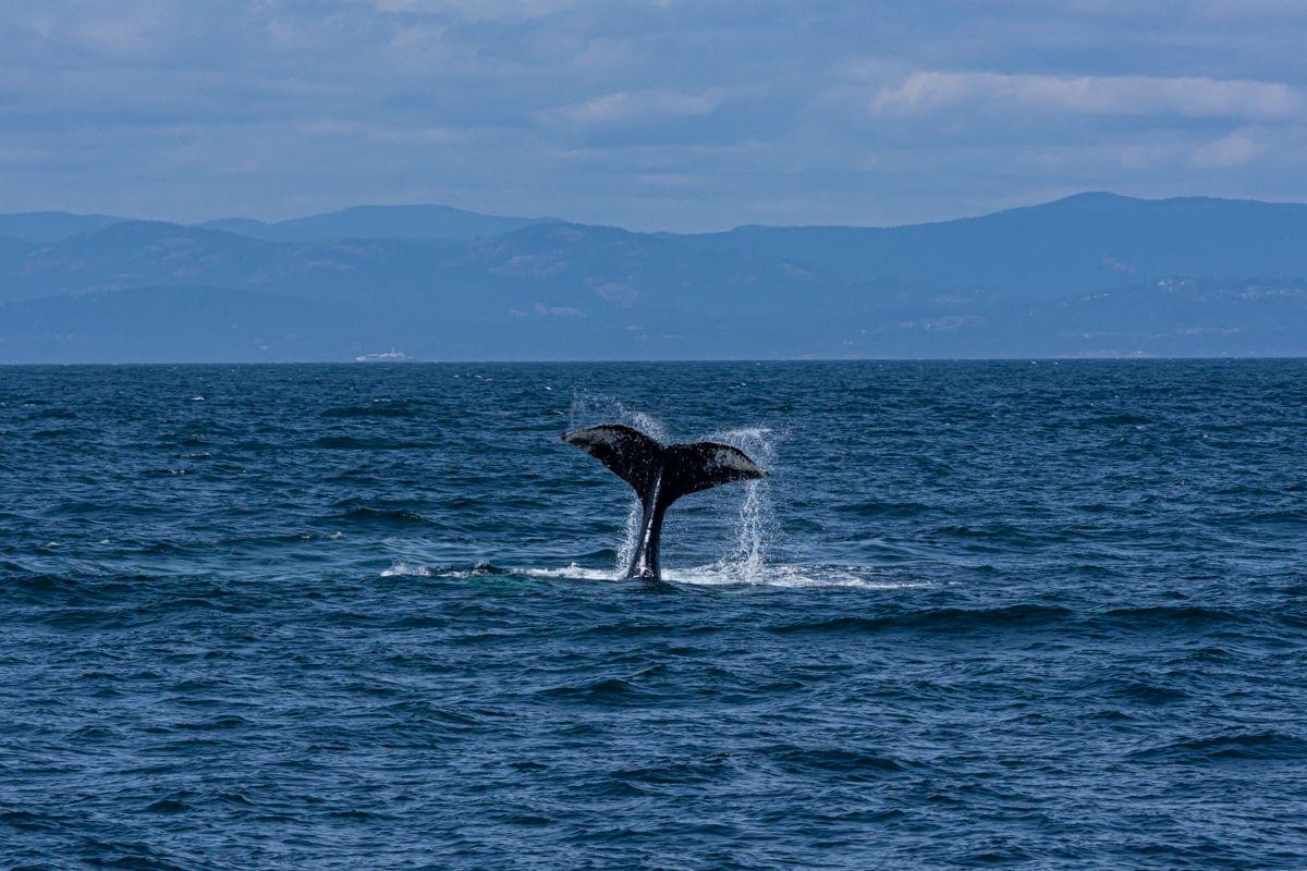 Whale at Vancouver Island