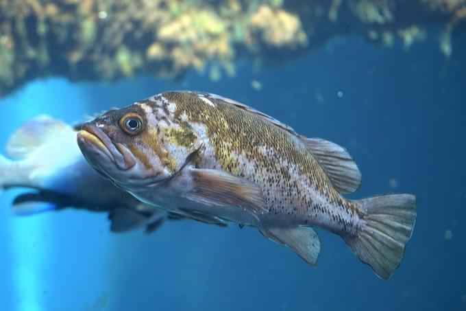 Muir Woods Aquarium