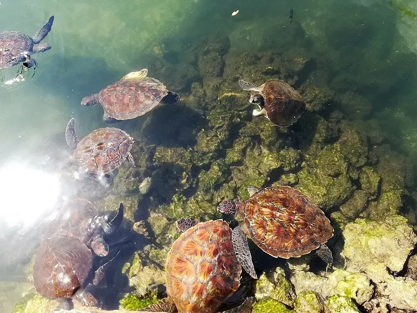 Mnarani Marine Turtles Conservation Pond, <em>Tanzania</em>
