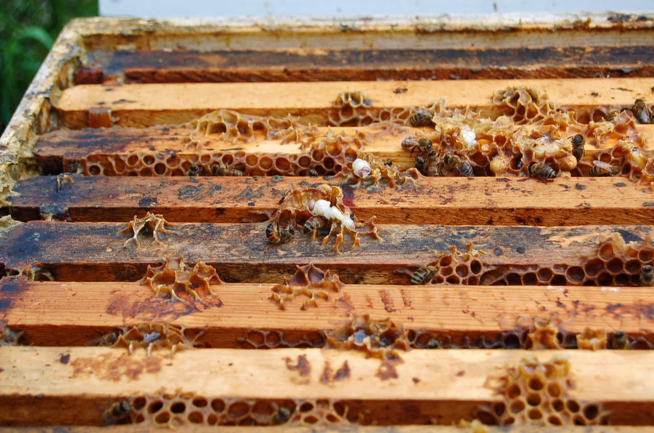 Honey Bee Farms