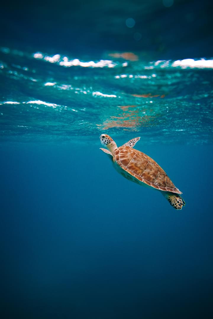 Sea Turtles-Ancient Survivors