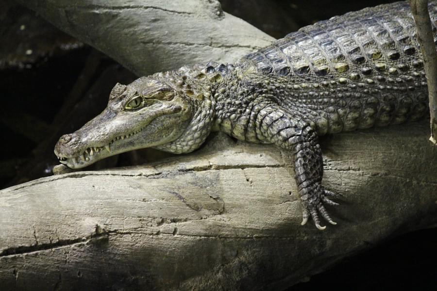 Crocodile in Henry Doorly Zoo