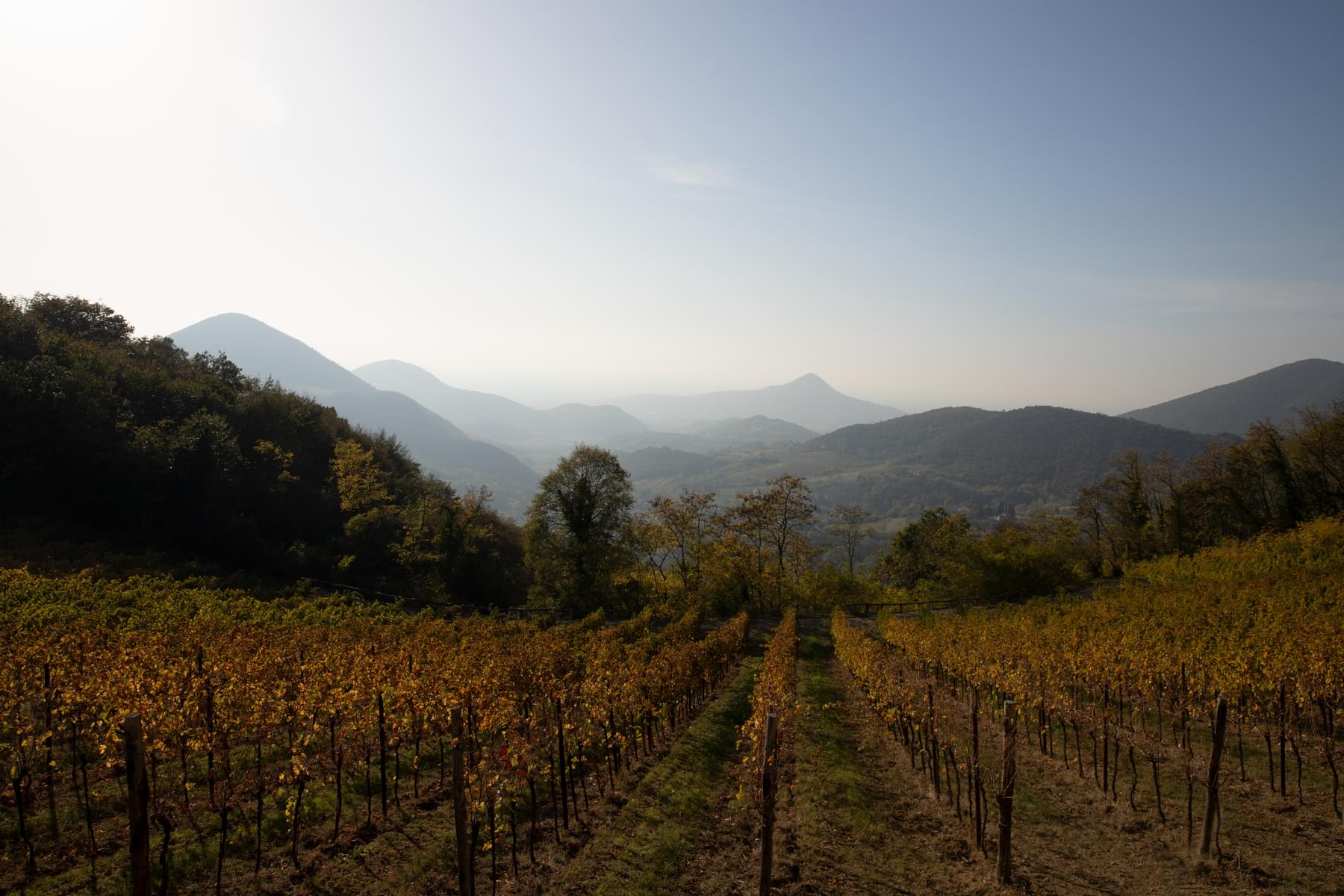 History Of Mount Etna Wines