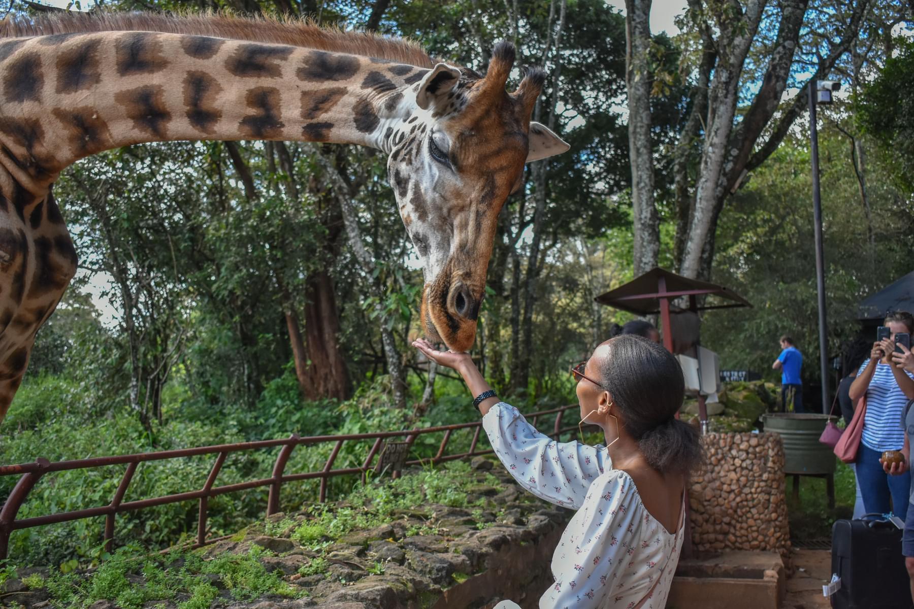 Feed the Giant Giraffe