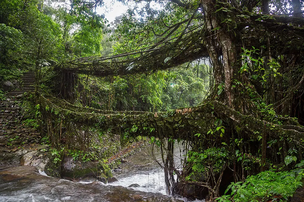 Double Decker Living Root Bridge