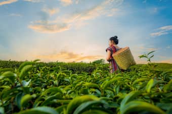 Explore Eastern India | FREE Darjeeling Tea Garden Excursion