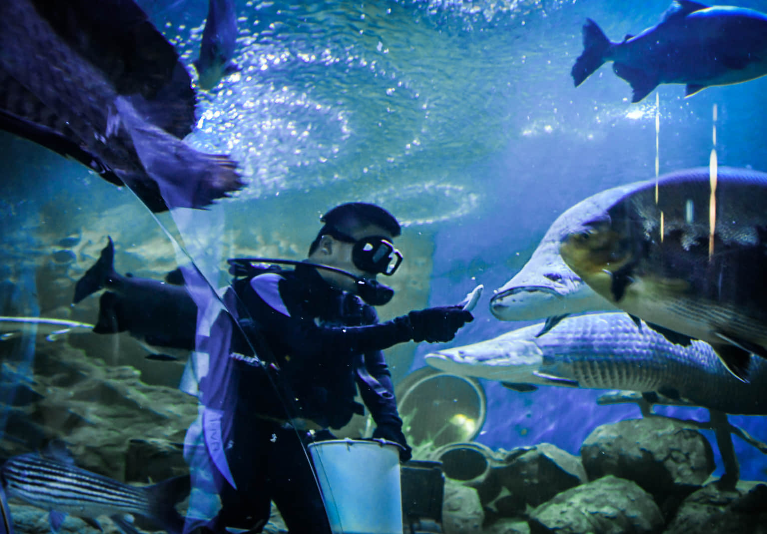 Walk through Underwater World Pattaya