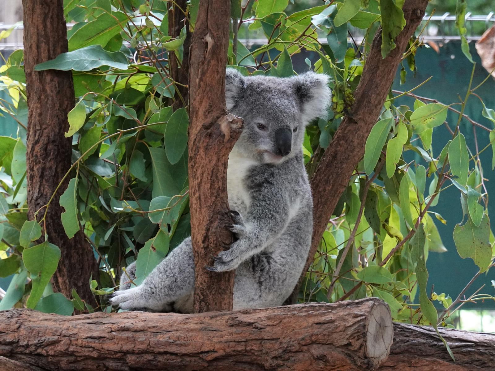 Lone Pine Koala Sanctuary Tickets Witness The World Of Koala