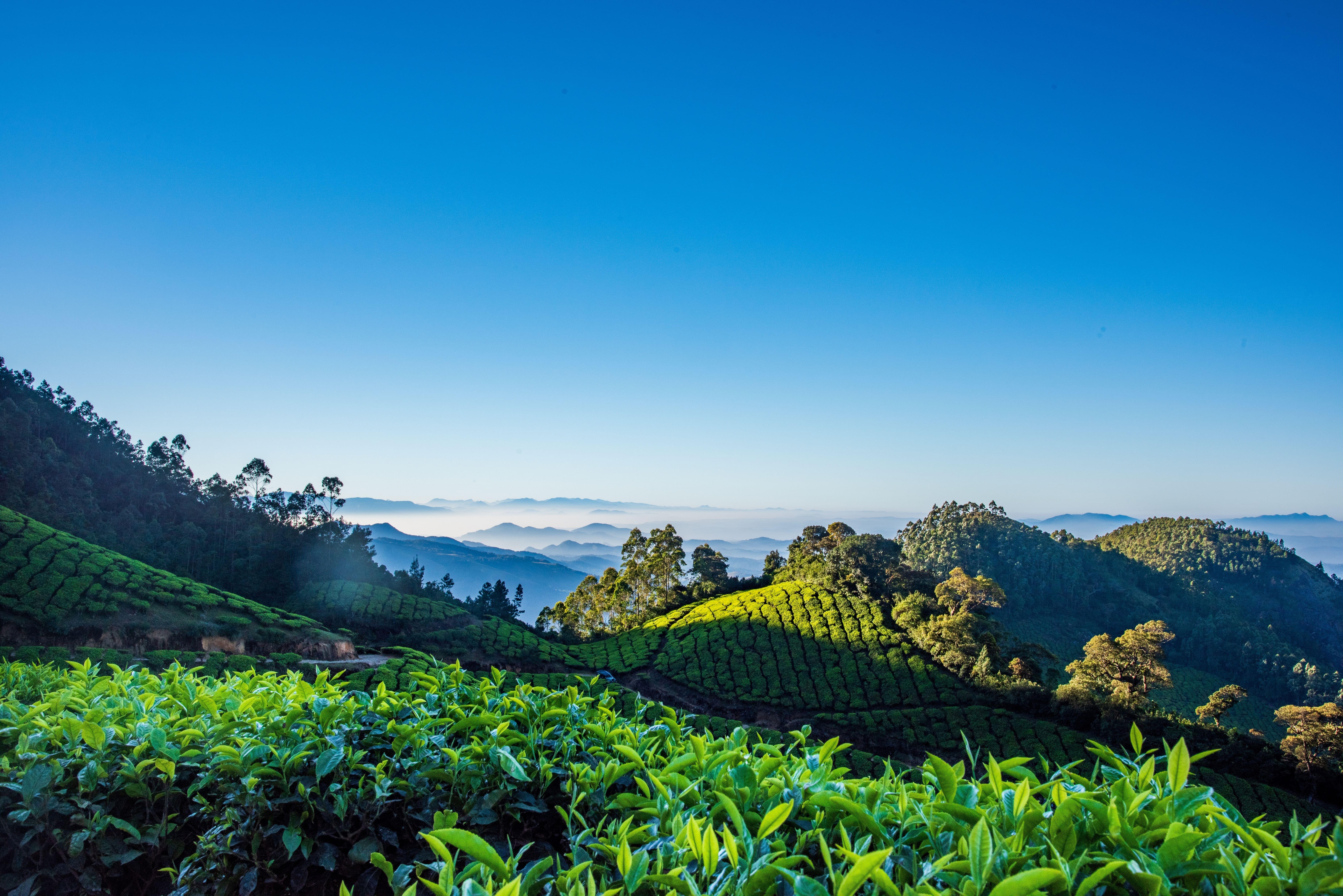 Scenic view of tea plantations in Munnar