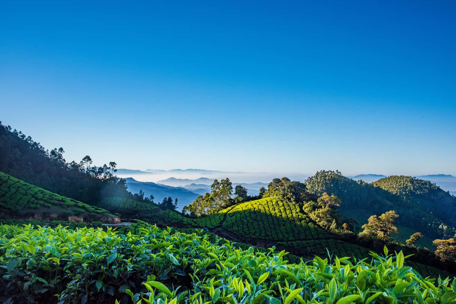Munnar Weekend Escape from Chennai