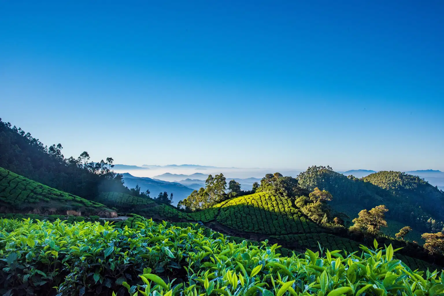 Munnar Weekend Escape from Chennai