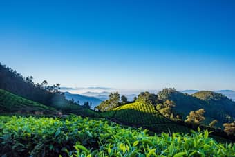 Scenic view of tea plantations in Munnar