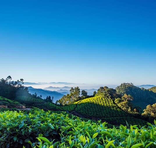 Scenic view of tea plantations in Munnar