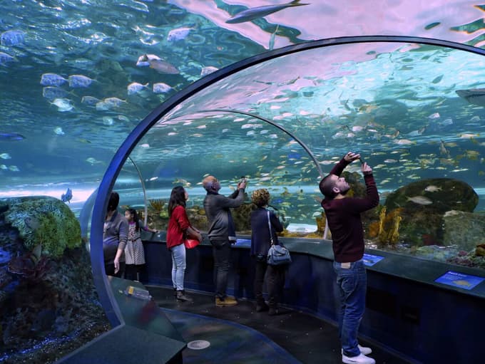 Explore life-size habitats recreating ocean, reef, and freshwater zones at Ripley's Aquarium of Canada