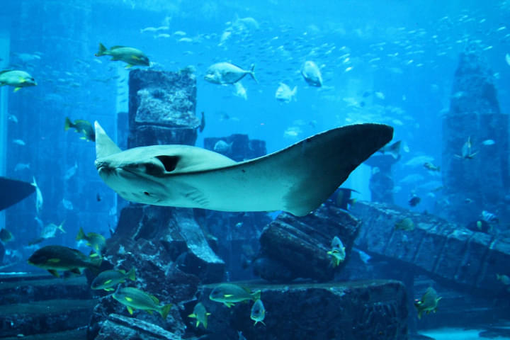 The Aquarium at the Burj Al Arab