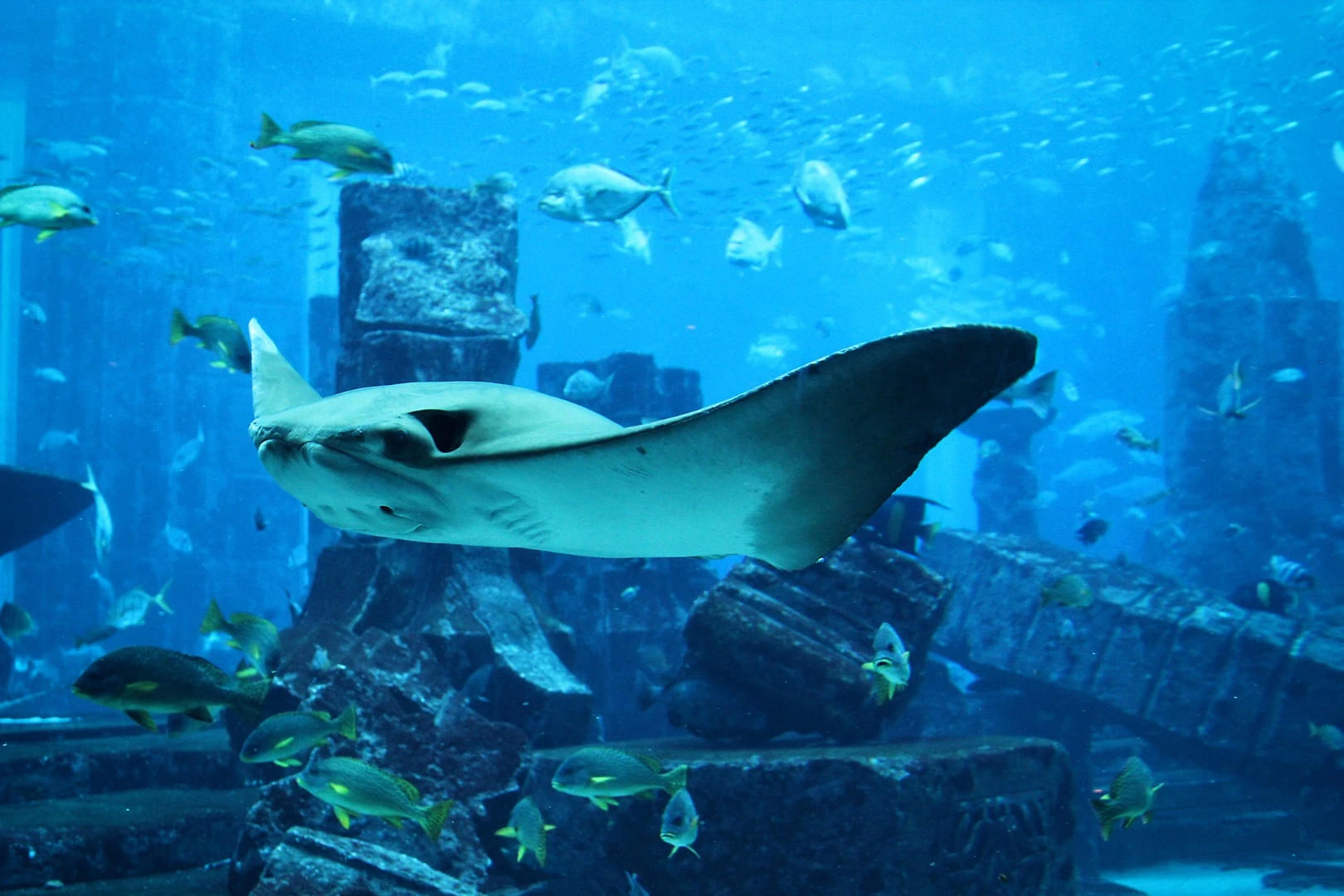 The Aquarium at the Burj Al Arab