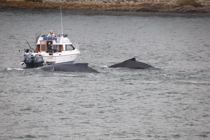 Cruise in Maui Hawaii Whale Watching Tour