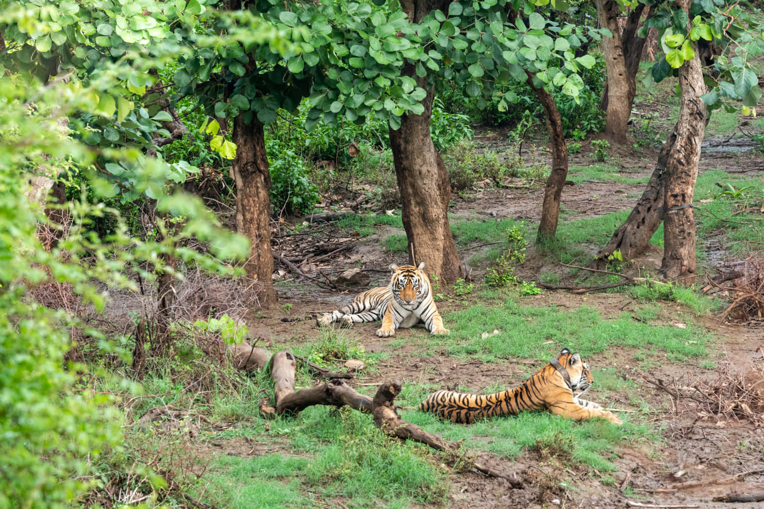 Jaipur to Sariska Day Trip