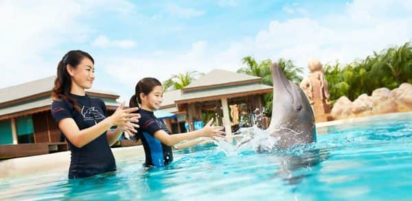 Dolphin Adventure
